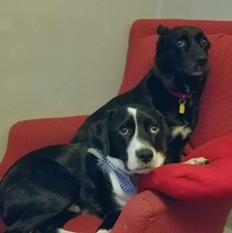 My dogs were sharing the chair without fighting so I went to snap a photo of them being adorable and got this their best Ive been abused look throws hands up and walks away
