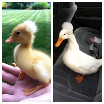 My duck has an Afro too Meet Dawn King