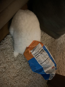 My dwarf rabbit found the cheetos