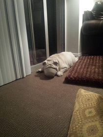 My English bulldog loves food more than anything else This is how he fell asleep after I wouldnt give him more after dinner