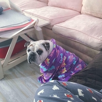 My English Bulldog really loves clothing so we bought her a childrens size bathrobe