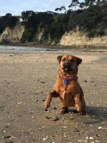 My excited dog today at the beach 
