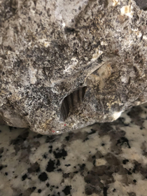 My fat ass saw this fossil and thought it was a Reeses peanut butter cup