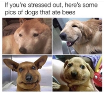 My Favorite Meme of All Time