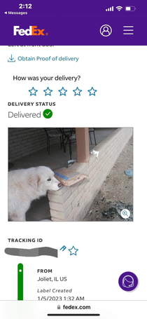 My FedEx driver has befriended my dog This is one delivery confirmation photo of many