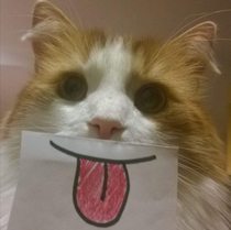 My feelings today Tried different mouths for my cat  stayhome quarantinethings