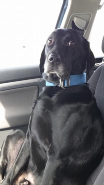 My female friend claims shes a great driver her dog thinks otherwise
