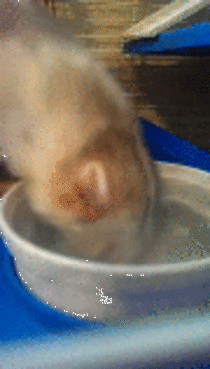 My ferret Potato is bad at drinking from a bowl