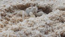 My first ever GIF a crab cleaning Recorded at a Thai beach today