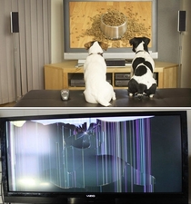 My first thought when hearing about the new DirecTV -hour channel for dogs