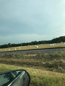 My first time seeing marshmallows growing in the wild Full harvest