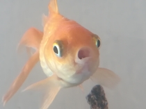 My fish has seen some shit