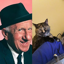 My friend adopted a cat that looks like the reincarnation of Jimmy Durante
