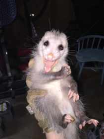My friend caught a possum with her handsits thrilled