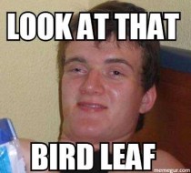 My friend couldnt think of the word feather