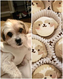 My friend customized macarons that look like my  year old puppy