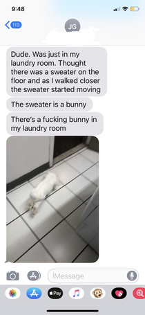 My friend found a bunny in his laundry room and I cant stop laughing