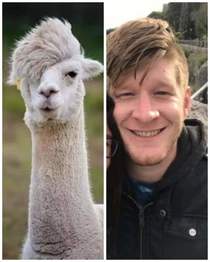 My friend found my doppelganger Its a llama