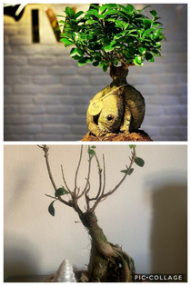 My friend gave me a bonsai tree as a house warming present
