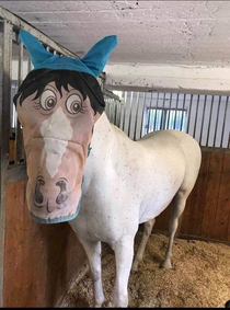 My friend got her horse back yesterday Been leased for two years Anyways The former career returned the horse with this mosquito mask and we thought is was hilarious