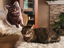 My friend got me a pillow of my cat for my birthday Shes not amused