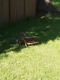 My friend has a squirrel that stays in her yard so she bought him a picnic table
