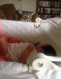 My friend just brought her newborn home from the hospital and her cat is super uneasy about it