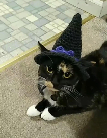 My friend knitted a witch hat for her cat this Halloween  she hates it