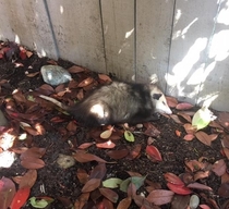 My friend made weed oil at my house the other night spilled it and left it This possum decided to lick it off the patio and ended up passed out in the backyard for over  hours