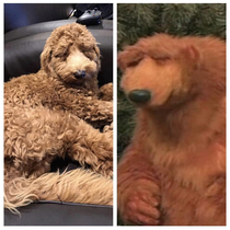 my friend pointed out that my dog looks like Bear in The Big Blue House and now I cant unsee it