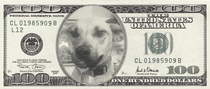 My friend put a picture of my dog smiling on a  bill