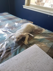 My friend put a plastic tablecloth down so the cats wouldnt think its a blanket on the table just for them