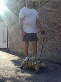 My friend saw a man today taking his pet tortoise for a walk