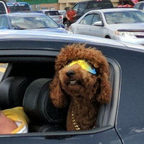 My friend saw this guy chilling out in his Mustang yesterday