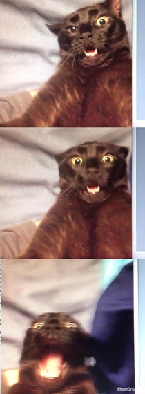 My friend sent me these photos of her SOs cat that she took while they were facetiming