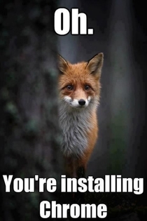 My friend sent me this knowing I love foxes Now I just feel guilty