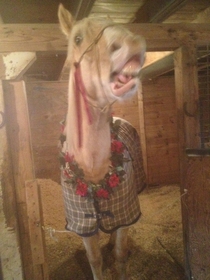 My friend told his horse to Smile