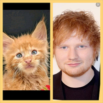 My friend told me her cat looked like Ed sheeran I didnt believe it until I compared it 
