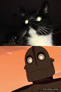 My friend took this pic of their cat and it reminded me of something