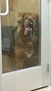 My friend works at petsmart as and this is the face the dog makes after shitting in its room