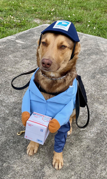 My friend works for the USPS This is her service dog and best friend Herschel the Postal Pup He takes his job very seriously