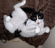 My friends cat