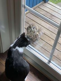 My friends cat and a owl that flew into the window had a intense staring competition today