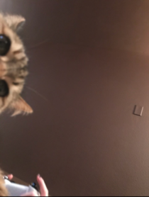 My friends cat figured out how to use the camera