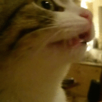 My friends cat following a laser pointer