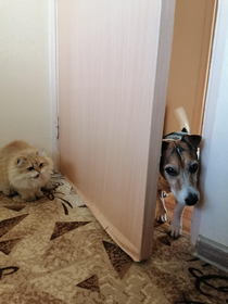 My friends cat is definitely not happy with this shining dogs visit