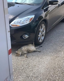 My friends cat is out here trying to collect some insurance money