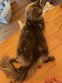 My friends cat likes laying like this