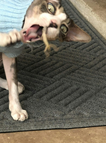 My friends cat likes to catch lizards this one caught him back