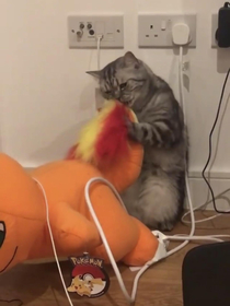 My friends cat wouldnt let go of that Charmander